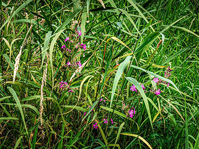 Natuurterrein Klarenbeek