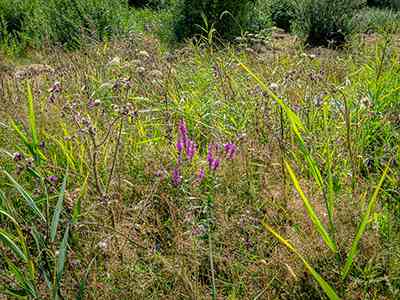 Natuurterrein Klarenbeek