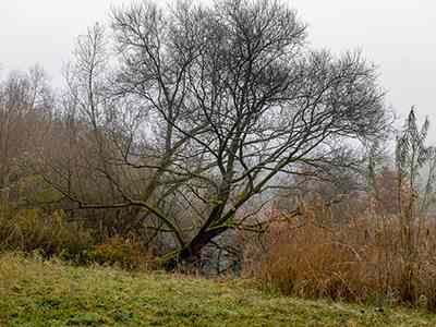 De Riethoek in de Winter